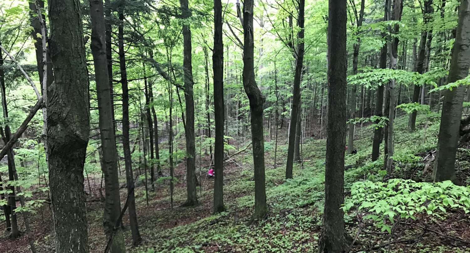 Forest view with many trees and plants. One person is off in the distance wearing a pink shirt.