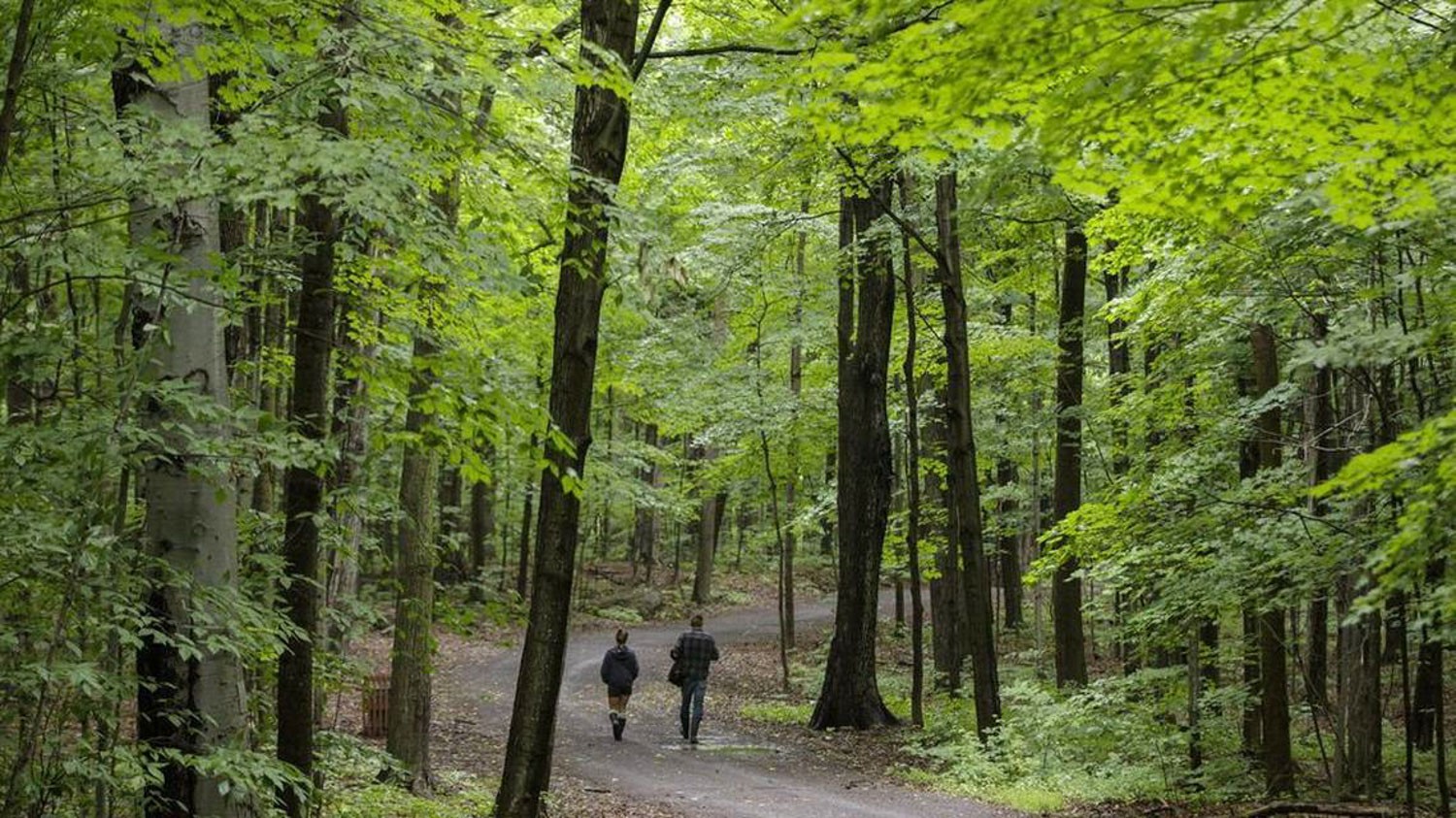 Forest with leafy trees and a paved path in the middle. Two people are walking on the path.