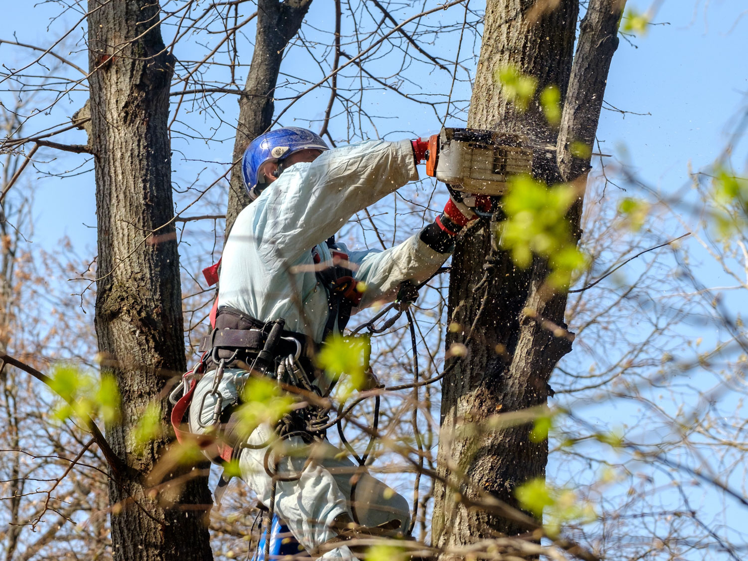 A worker in a helmet hangs from ropes at the top of a tree and cuts down a branch with a chainsaw on a sunny day.