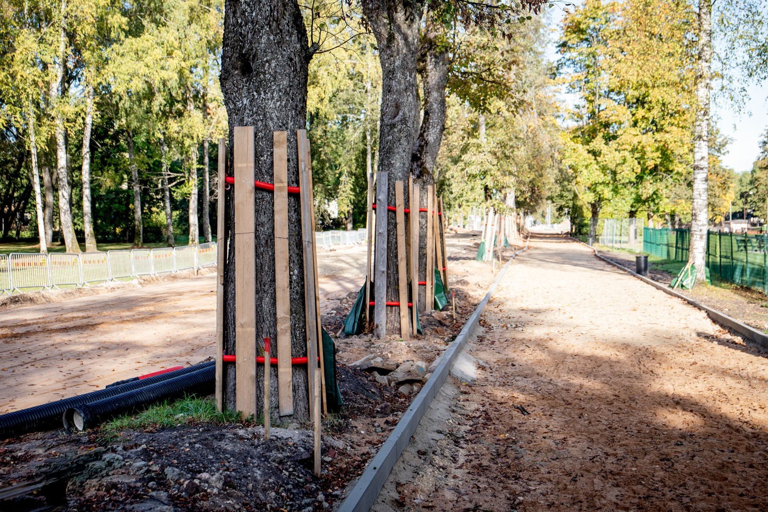 Road construction adjacent to a park. Trees are covered with boards and red rope for protection.