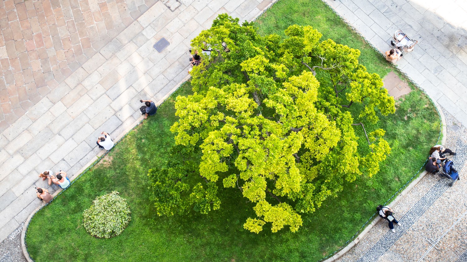 Large bright tree on grass surrounded by pavement in an urban environment. People are sitting on benches around the grassy area.