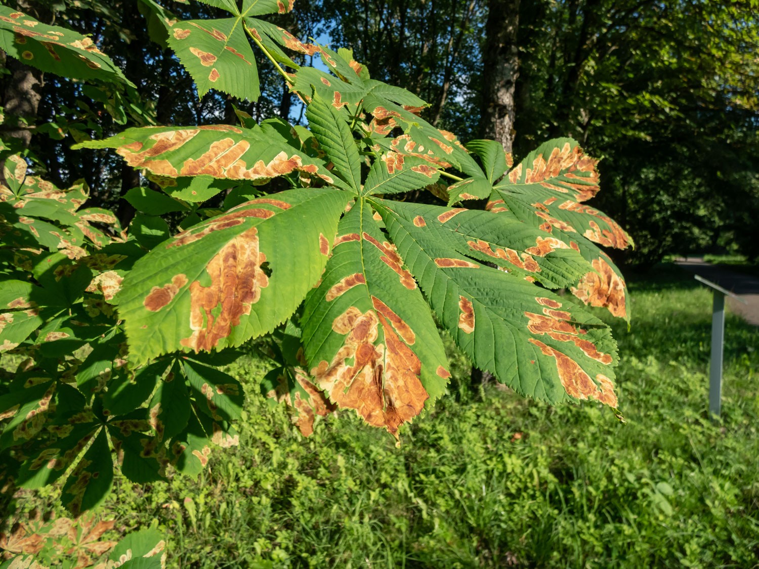 Close-up shot of the dead patches on tree leaves caused by the Horse-chestnut leaf miner (Cameraria ohridella) in a park