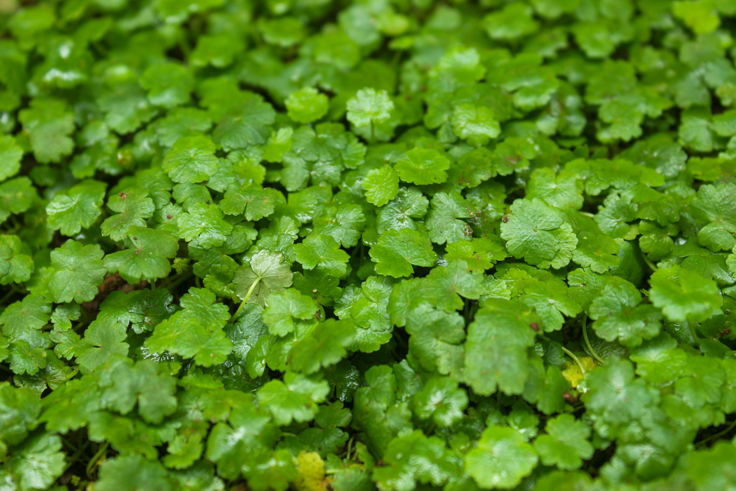 Close up of damp Hydrocotyle ranunculoides plant. Some leaves are turning yellow and the rest are a bright green.