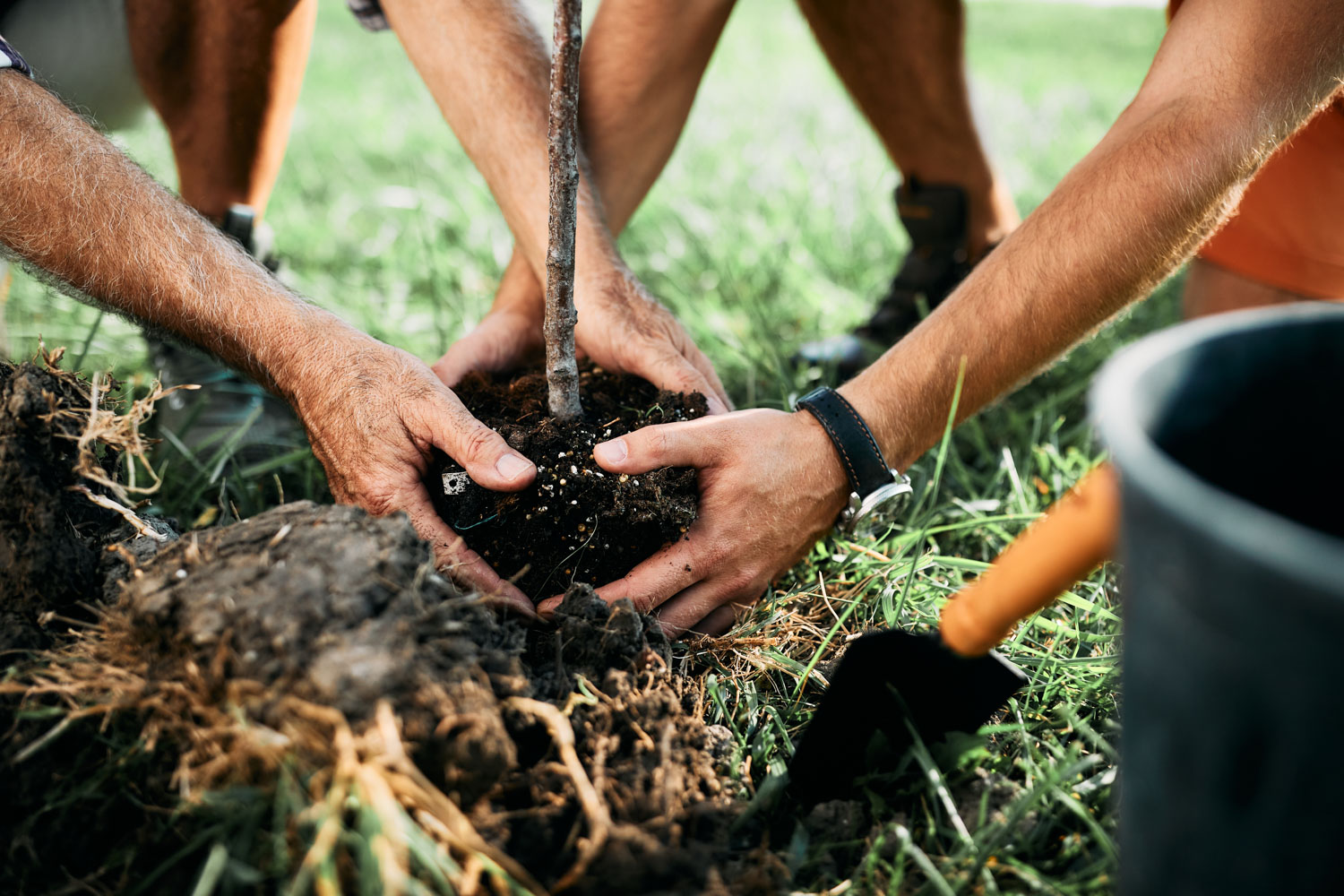 Close up of tree planting with two people holding the soil around the tree. Shovel and plant pot are off to the side.