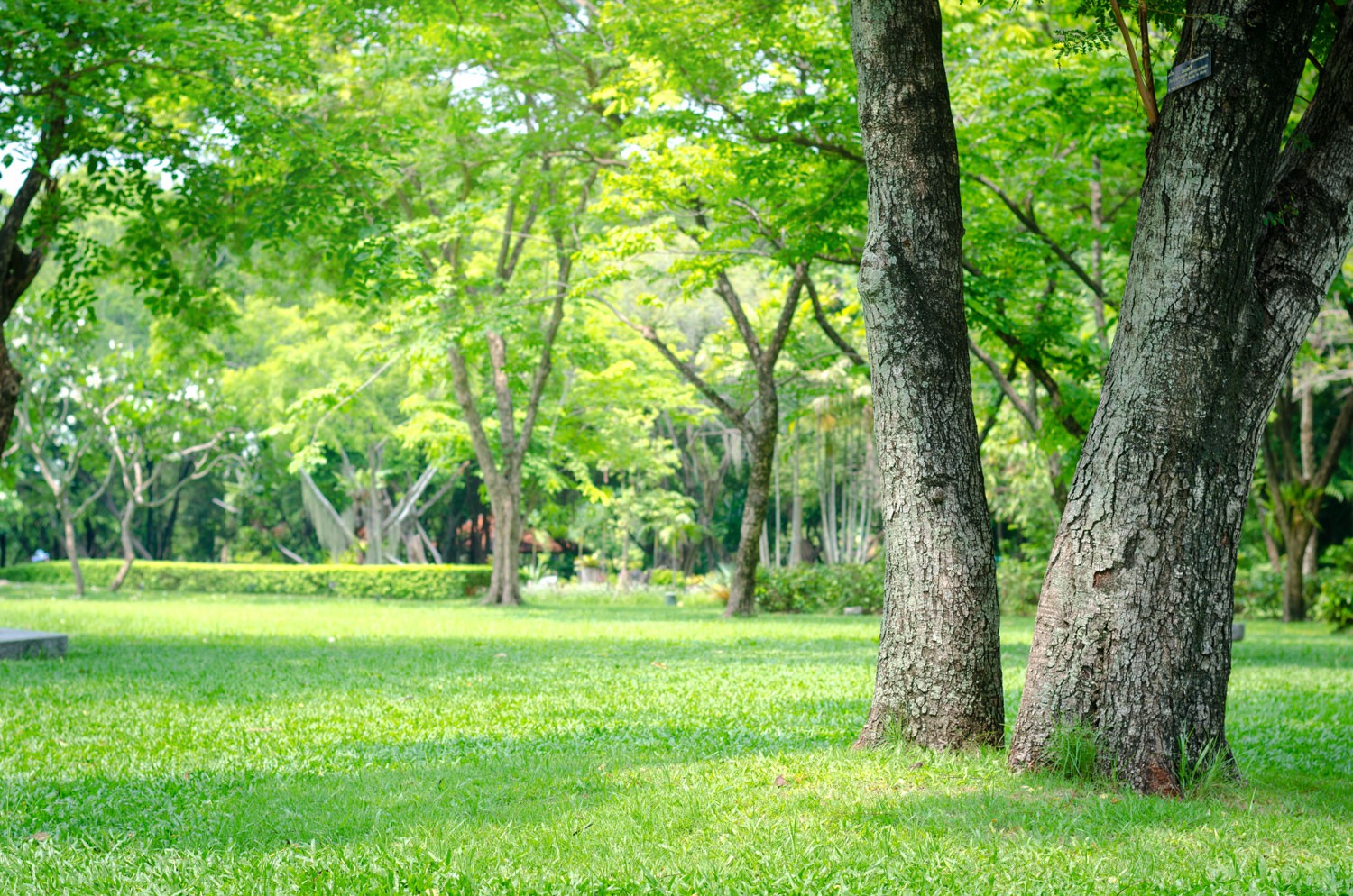 trees in the park with green grass and sunlight