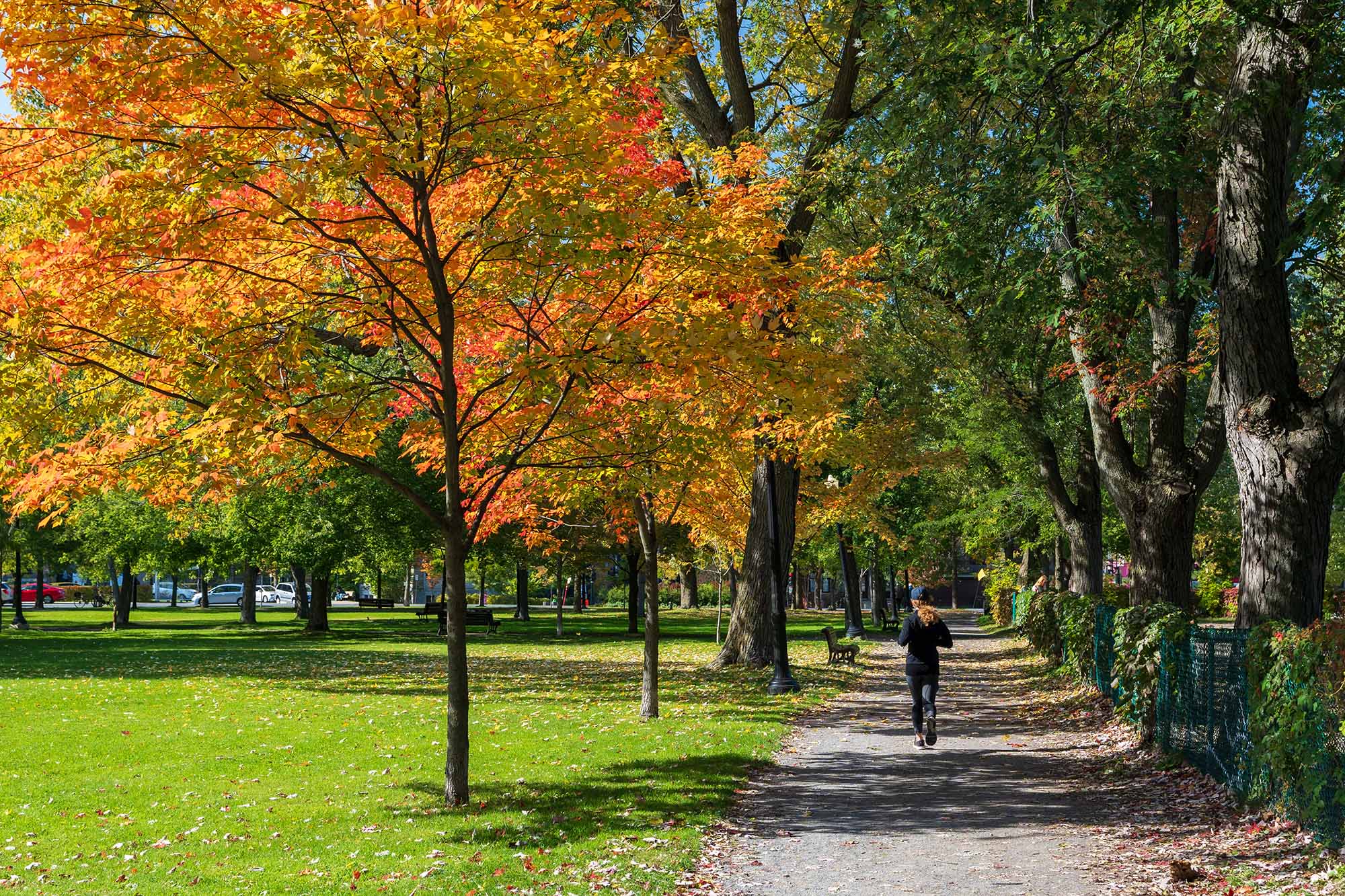 Jogger running in the fall on a path in lush tree lined park. The trees colours are bright orange, yellow, and green.